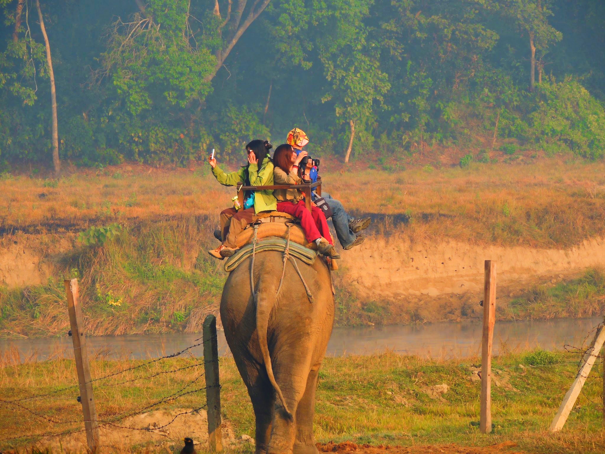 Chitwan Jungle Safari, Elephant Safari, Chitwan Jungle Safari, Elephant Safari in Chitwan National Park, Chitwan National Park, Elephant Riding